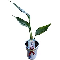 特別価格★【原画】『ディモルフォセカ』（花　植物　犬　チワワ　パピヨン　癒し） 185125626_o8.jpg?